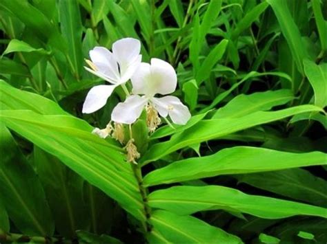 野薑花風水|姜花(野薑花)的養殖養護方法